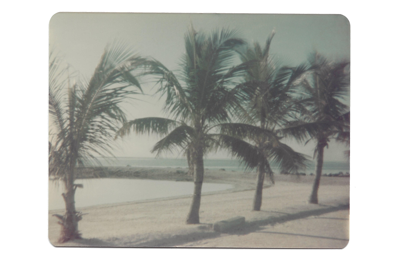 ocean scene with palm trees