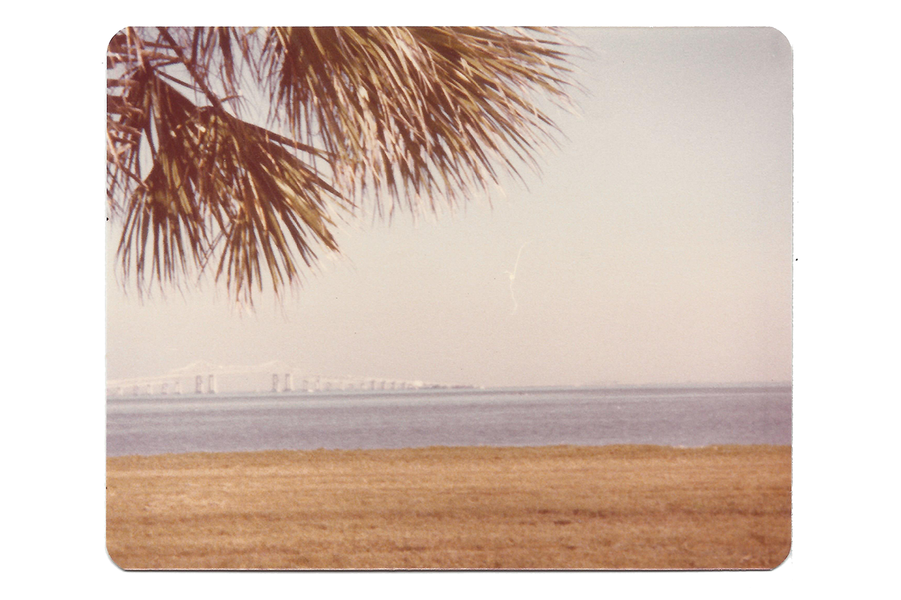 ocean scene with palm trees