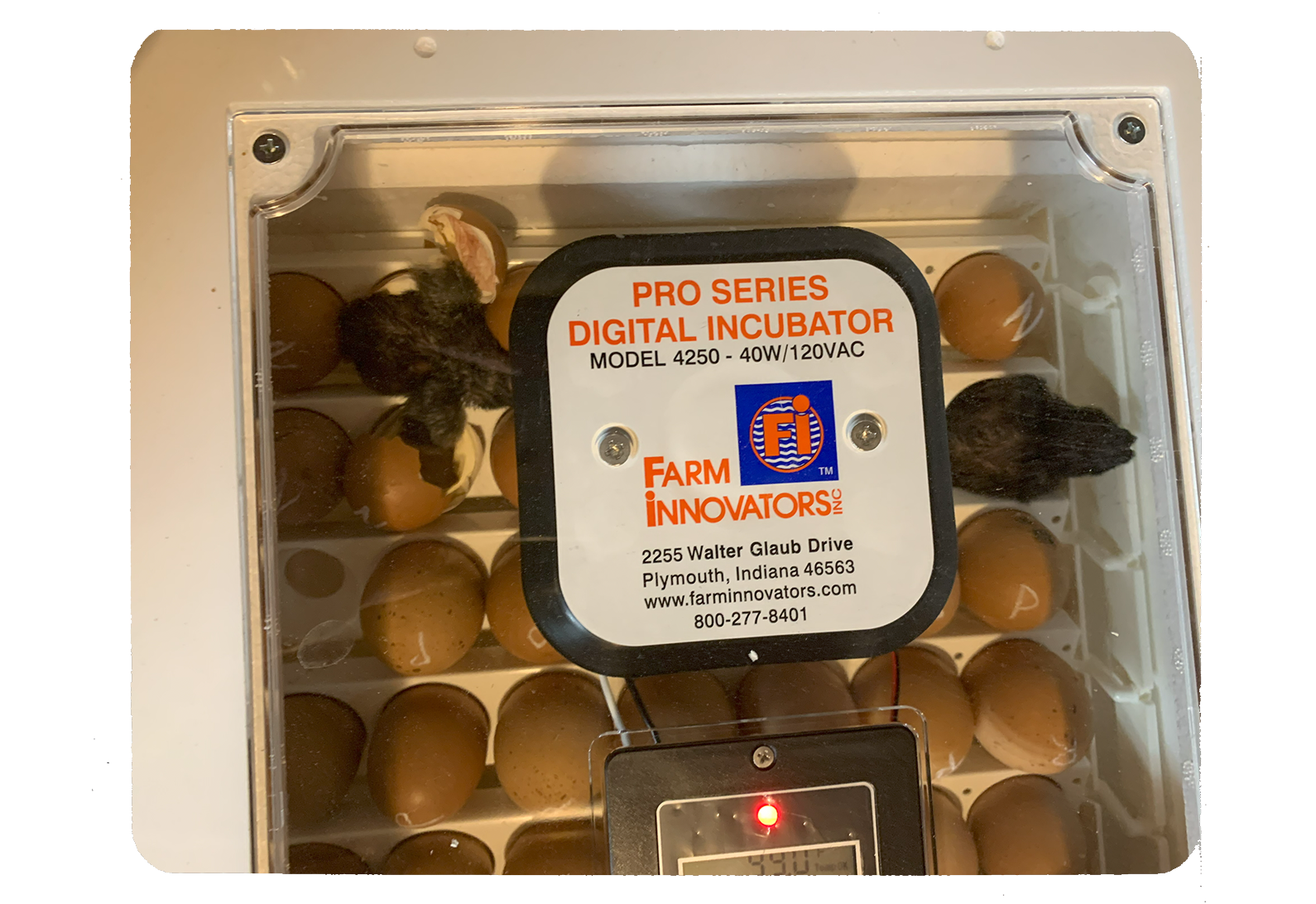 two black chicks in an incubator